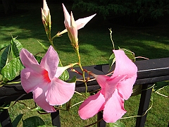 149 Longwood Gardens [2008 August 23]